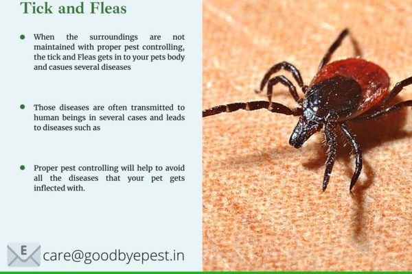 The Pros and Cons of DIY Flea Pest Control