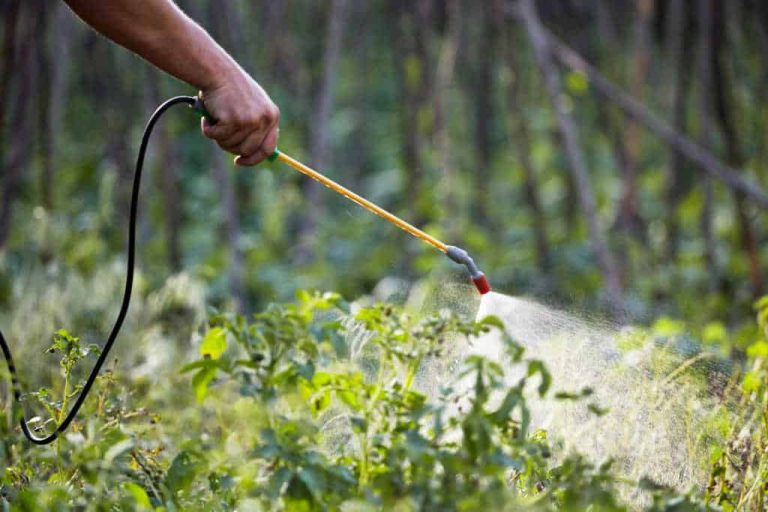 Safe Pest Control for Vegetable Gardens